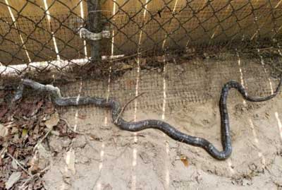 Snake-Prevention-Dallas-TX