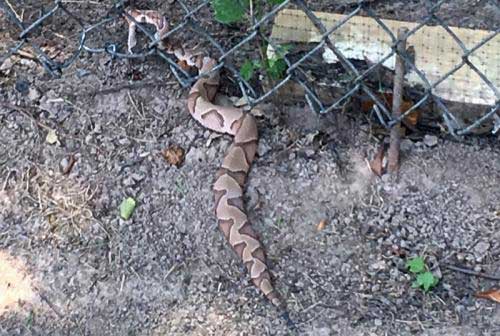 Snake-Bite-Prevention-Little-Rock-AR