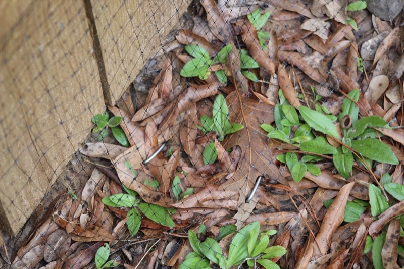 Snake-Control-Tucson-AZ